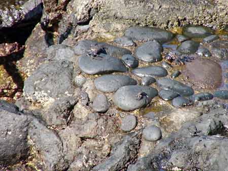 Krebse El Hierro