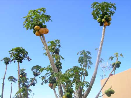 Papaya Baum, El Hierro