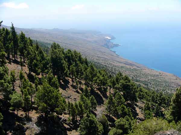 Südwestküste El Hierro mit Waldgrenze