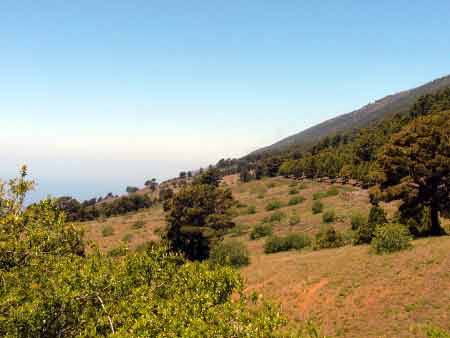 Wald und Wiesen El Hierro
