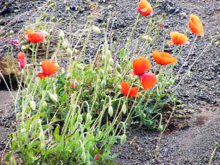 Mohnblumen El Hierro