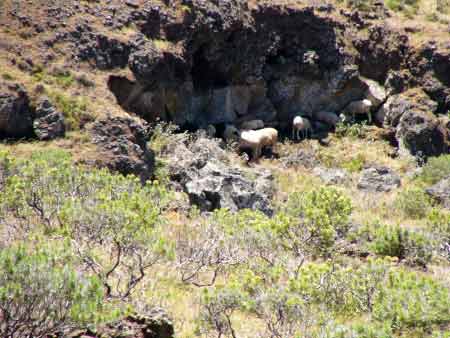 Nutztiere El Hierro