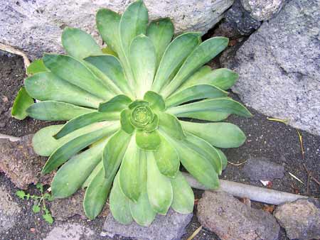 Pflanze Rosette