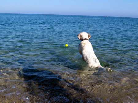 Urlaub mit Hund am Meer auf El Hierro