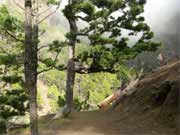 Kiefernwald El Hierro