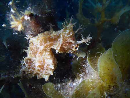 Seepferdchen El Hierro