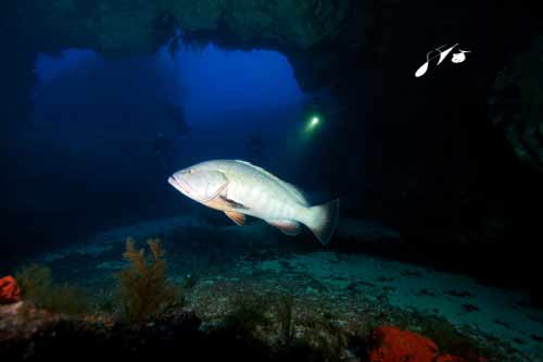 El Hierro Fisch beim Tauchen