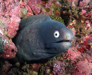 Muräne El Hierro