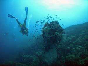 Taucher mit Fischen - El Hierro