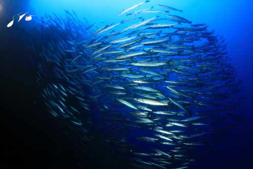 Tauchurlaub Schwarm Fische